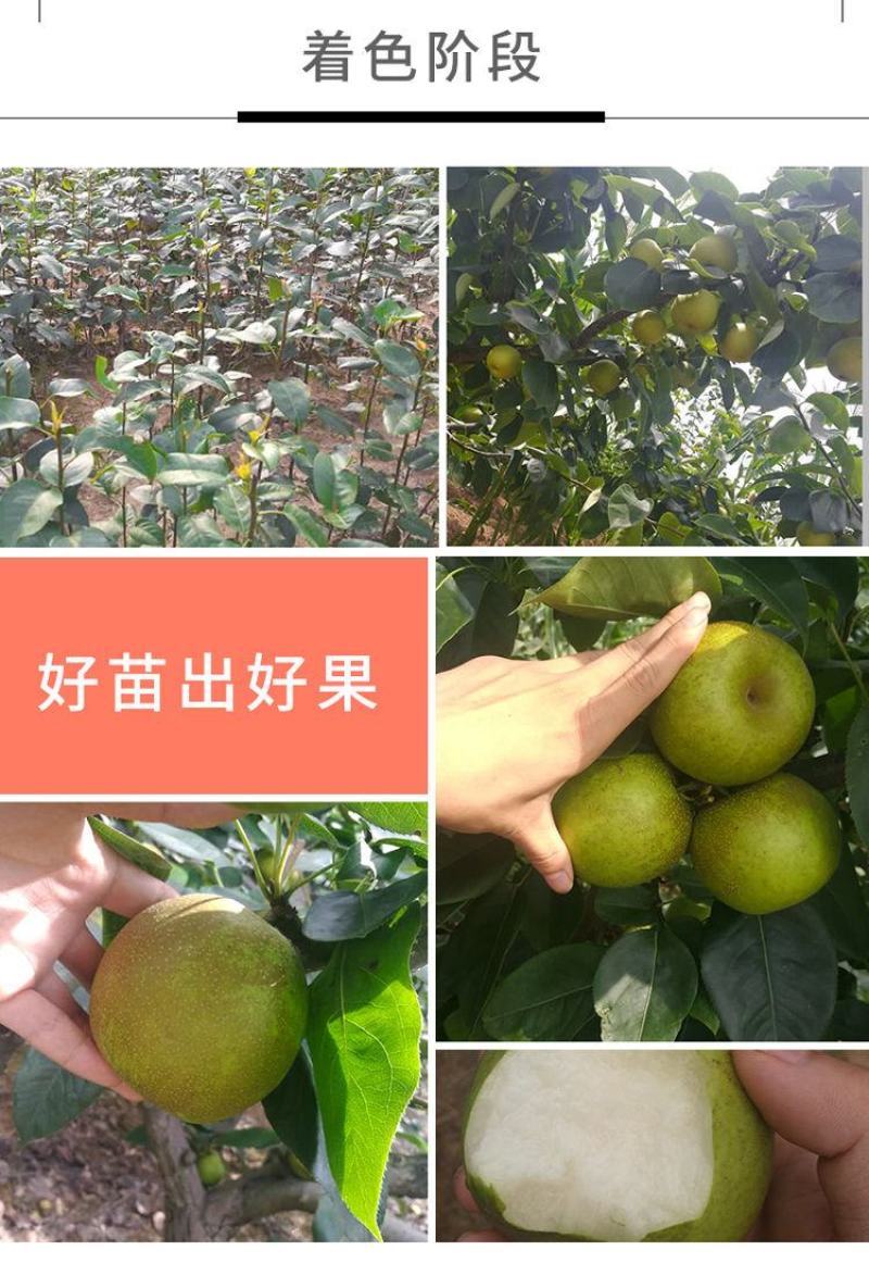 嫁接翠冠梨子树苗圆黄黄金梨梨子果树苗苍溪雪梨树苗南北地栽
