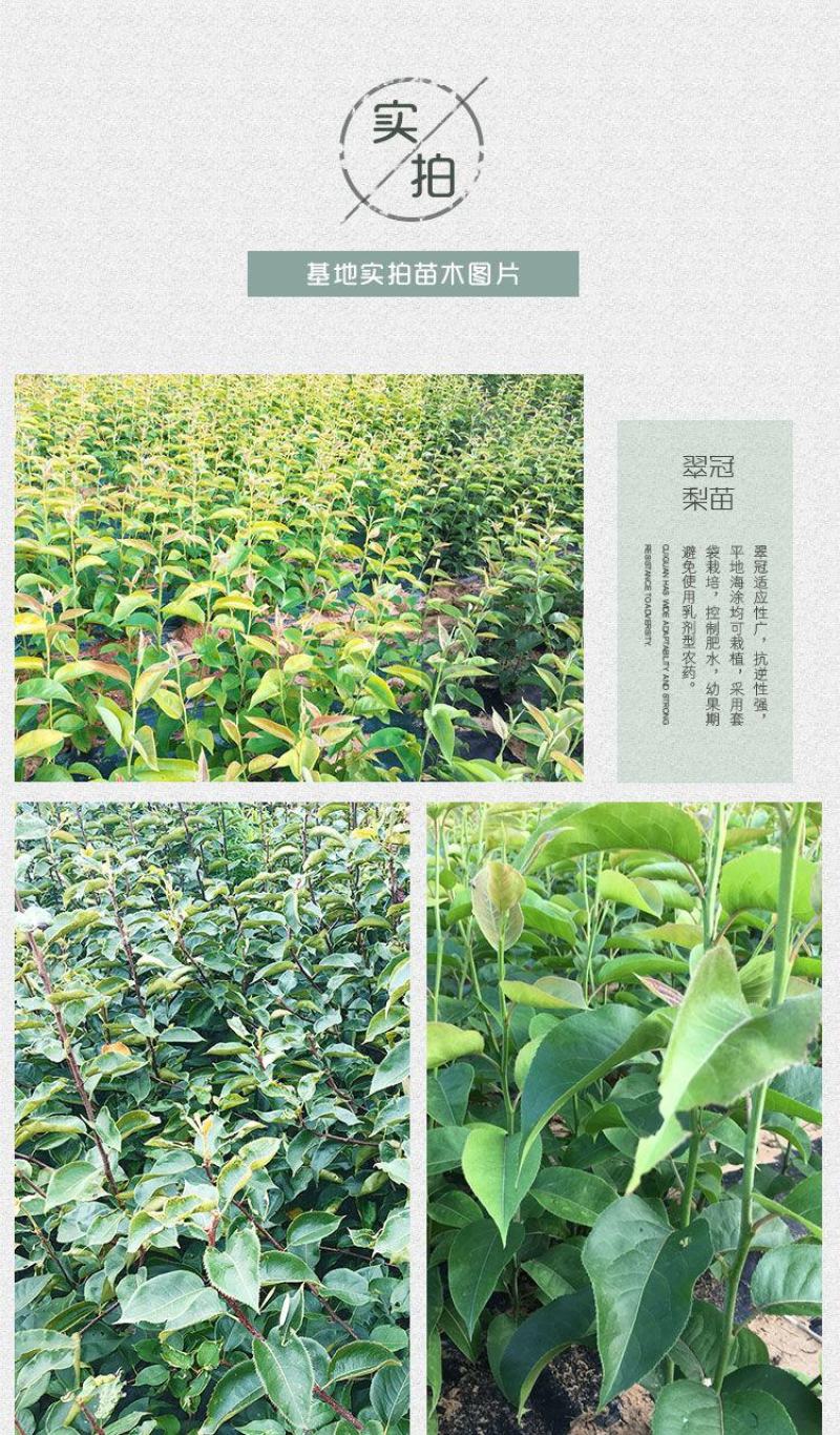 嫁接翠冠梨子树苗圆黄黄金梨梨子果树苗苍溪雪梨树苗南北地栽