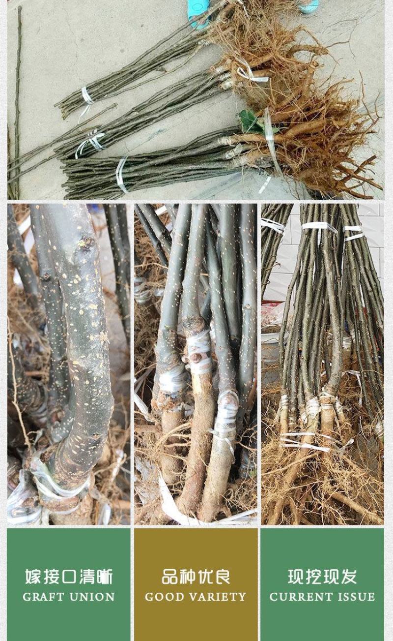 嫁接翠冠梨子树苗圆黄黄金梨梨子果树苗苍溪雪梨树苗南北地栽