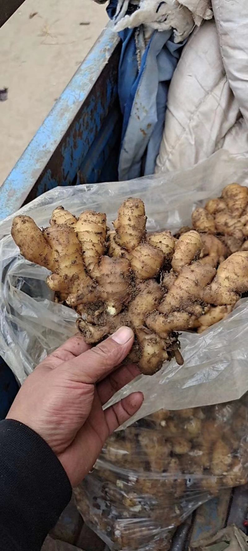 优质生姜产地大量批发，量大从优《坏烂包赔》