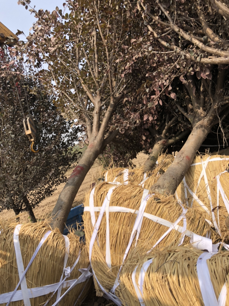 紫叶李各规格齐全！裸根土球均可操作，苗圃货源货源充足
