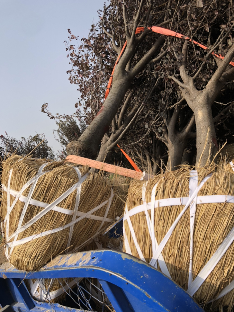 紫叶李各规格齐全！裸根土球均可操作，苗圃货源货源充足
