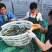 江苏海安河豚活鱼批发兼零售可承接餐饮老板和电商