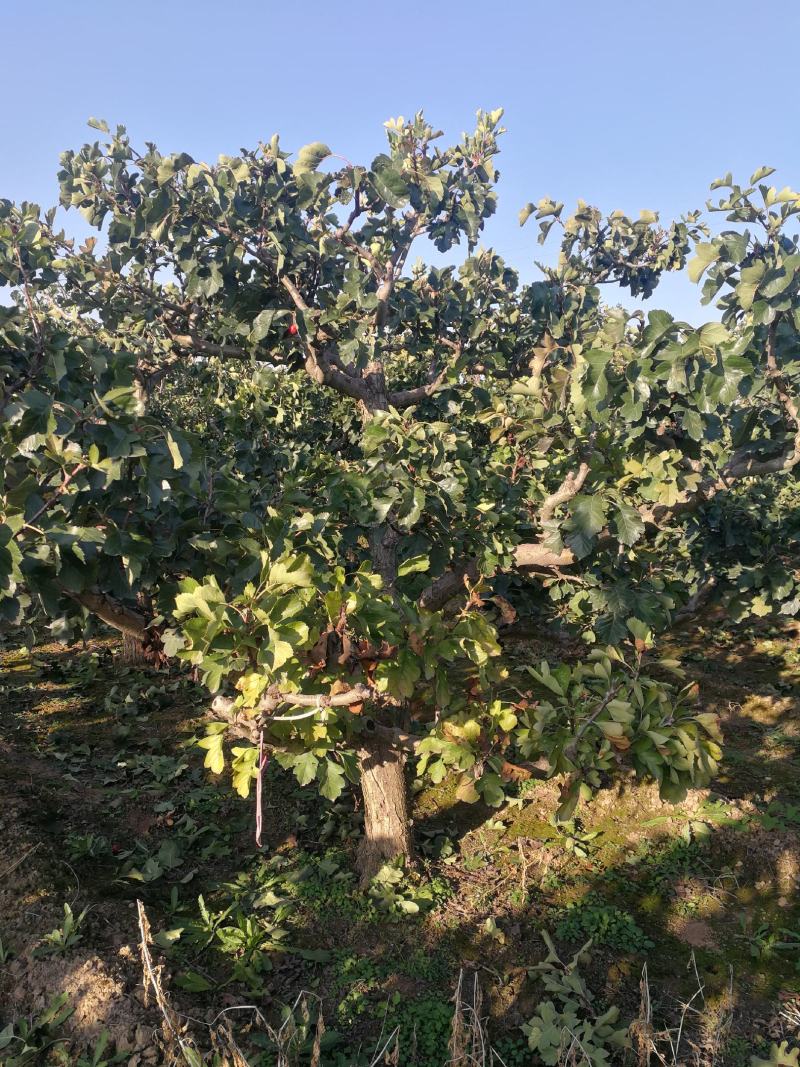 15公分柿子树，18公分柿子树20公分柿规格齐全基地直销