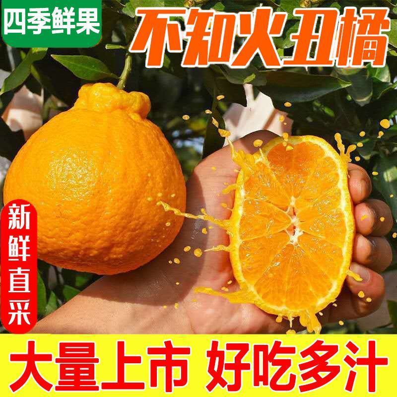 丑橘不知火丑八怪大量供应基地种植一手货源对接电商团，