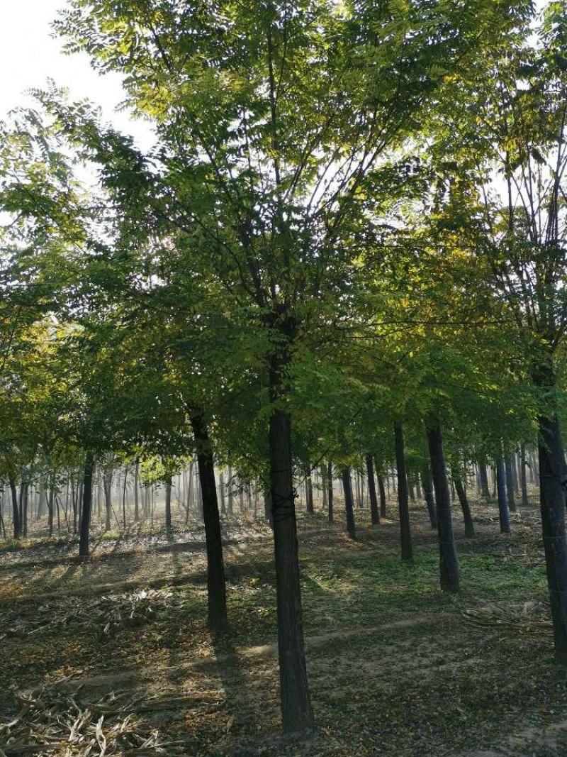 15公分的刺槐，刺槐基地，刺槐价格，刺槐图片