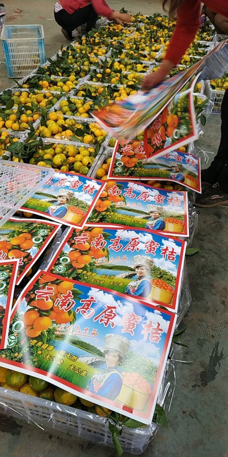 丑橘不知火丑八怪大量供应基地种植一手货源对接电商团，