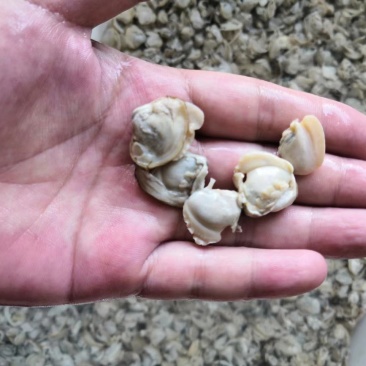 蛤蜊山东菏泽市场水产品
