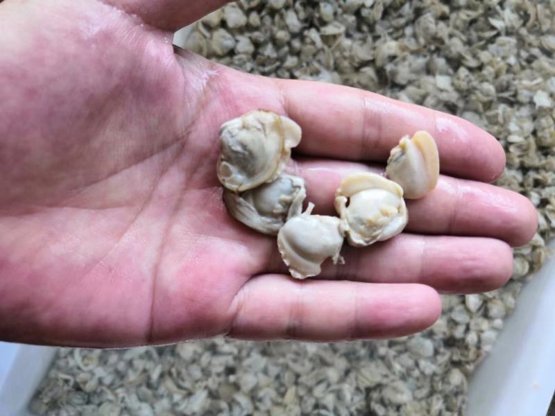 蛤蜊山东菏泽市场水产品