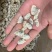 蛤蜊山东菏泽市场水产品