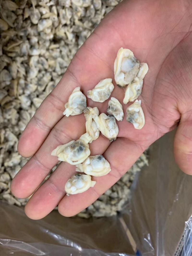 蛤蜊山东菏泽市场水产品