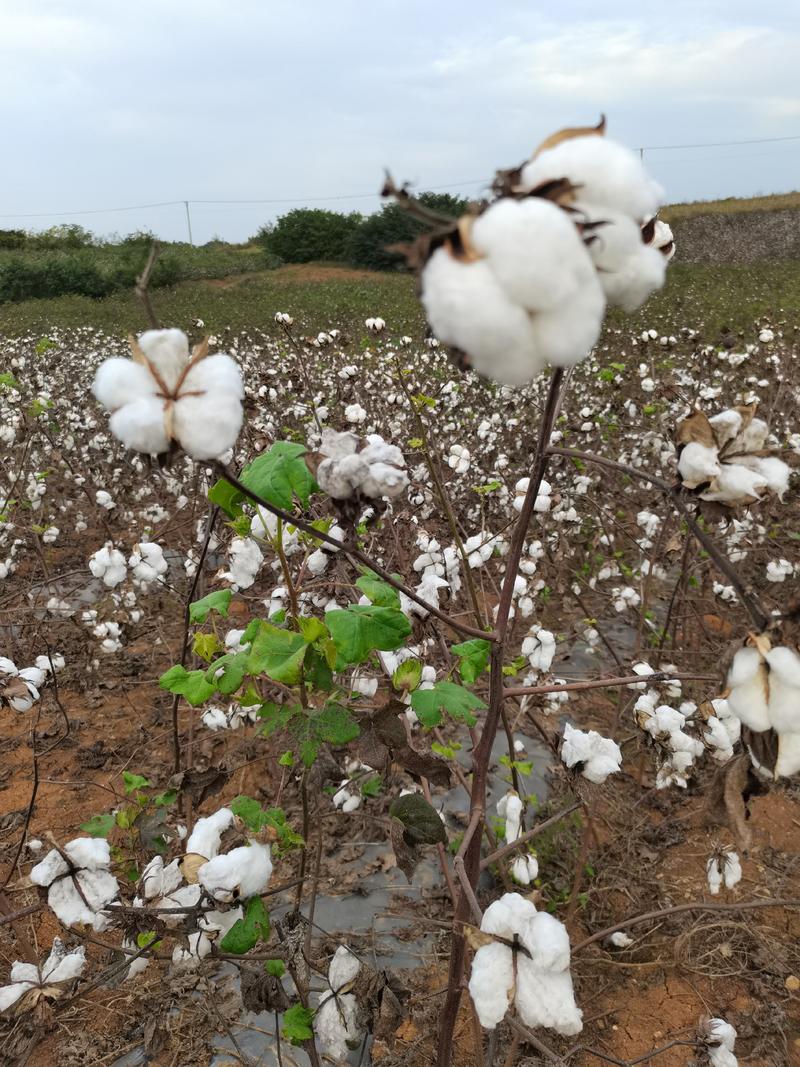 【棉花】湖北籽棉大量供应手工采摘衣分高供应全国