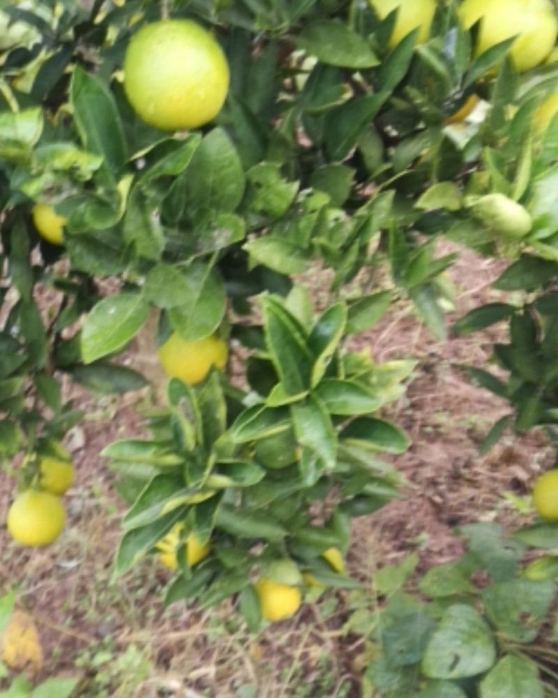 四川渠县梨橙，皮薄味甜，汁多，果面干净。
