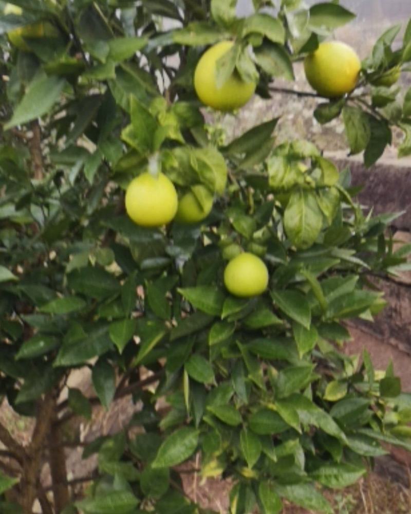 四川渠县梨橙，皮薄味甜，汁多，果面干净。