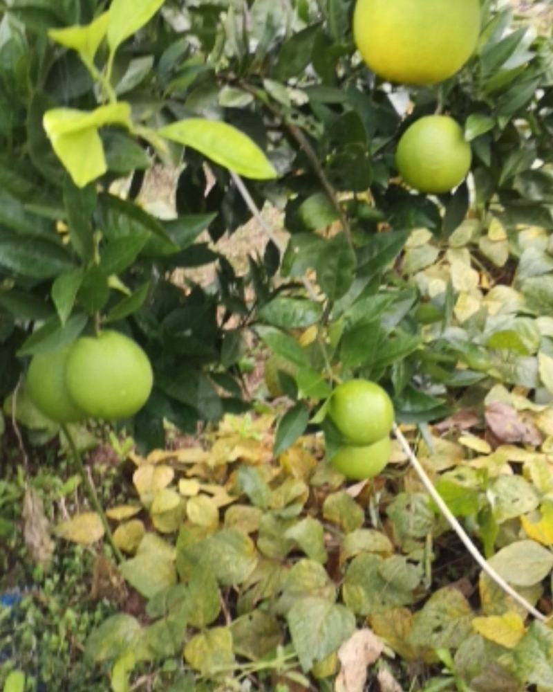 四川渠县梨橙，皮薄味甜，汁多，果面干净。
