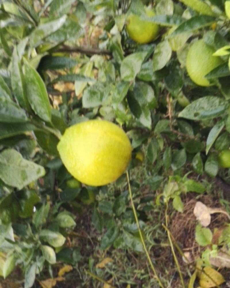 四川渠县梨橙，皮薄味甜，汁多，果面干净。