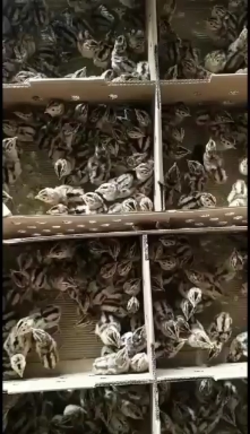 山鸡苗优质山鸡苗出壳苗优质种苗质量保证