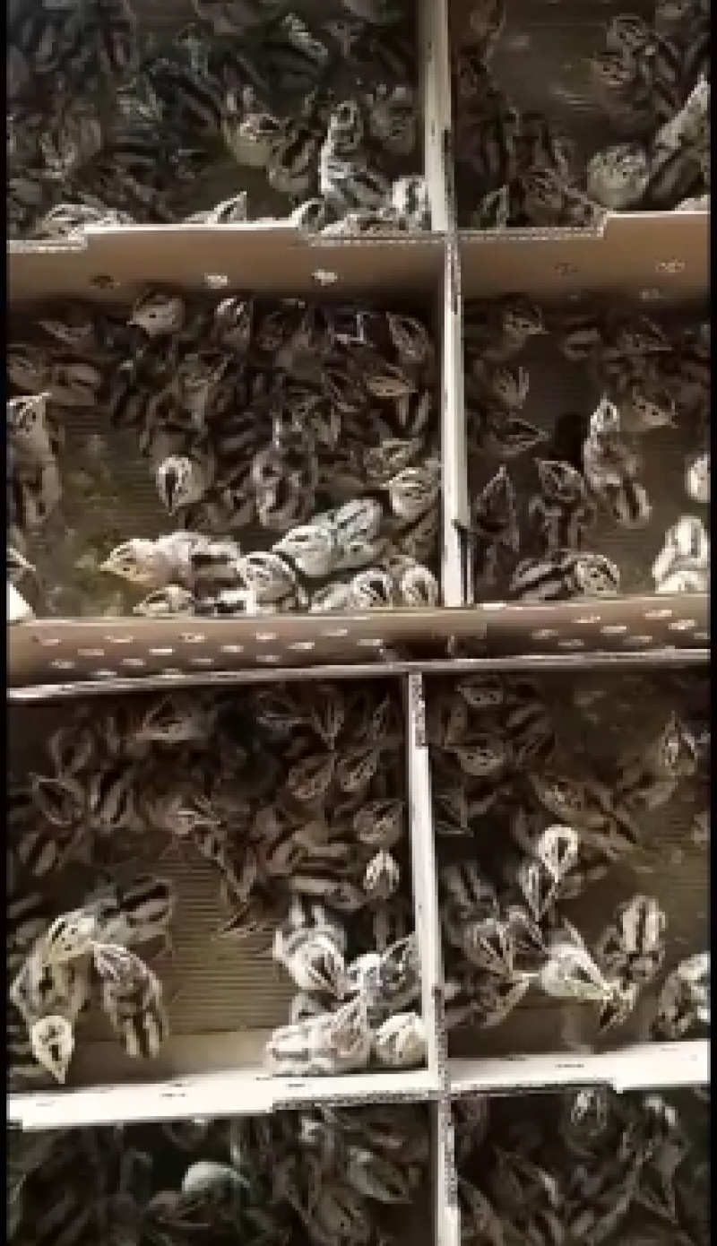 山鸡苗优质山鸡苗出壳苗优质种苗质量保证