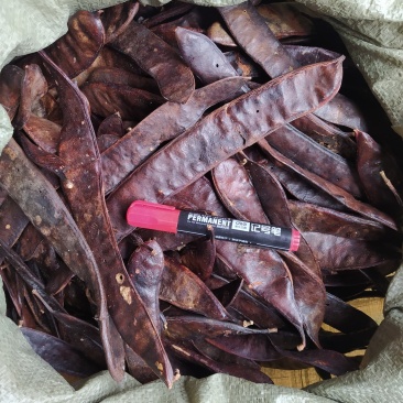 贵州铜仁大皂角片干货皂荚干品洗头洗澡洗脚去屑止痒护发润肤