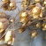 香椿种子四季红油香椿树苗芽苗菜香新种子出芽高