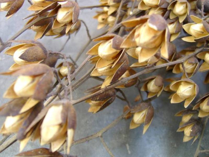 香椿种子四季红油香椿树苗芽苗菜香新种子出芽高