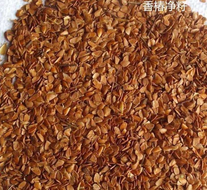 香椿种子四季红油香椿树苗芽苗菜香新种子出芽高