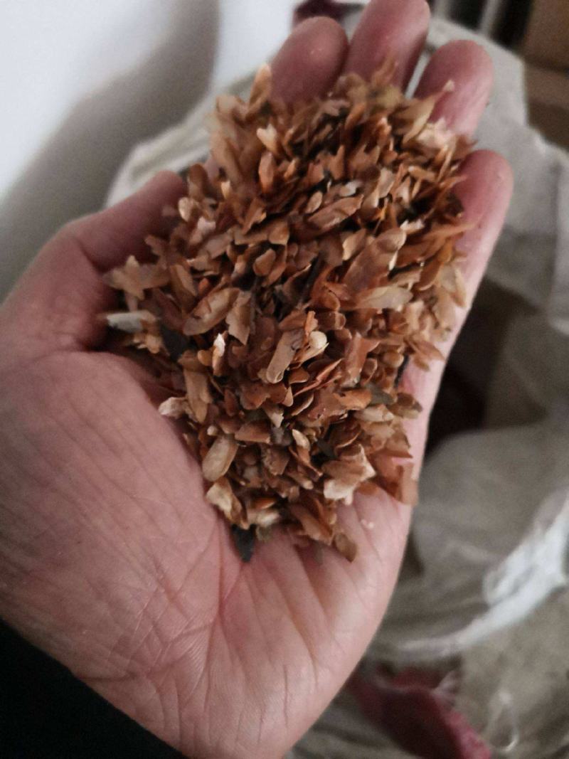 香椿种子四季红油香椿树苗芽苗菜香新种子出芽高