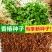香椿种子四季红油香椿树苗芽苗菜香新种子出芽高
