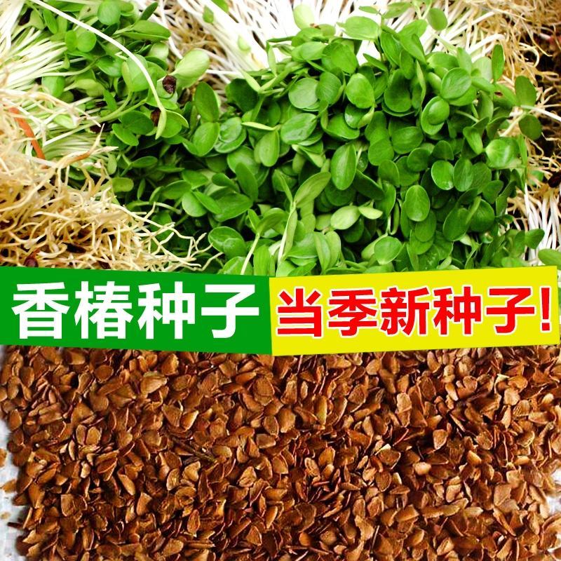 香椿种子四季红油香椿树苗芽苗菜香新种子出芽高