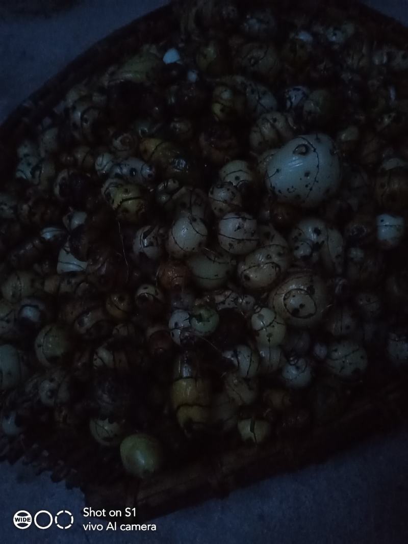云南野生圆白芨，自然生长，含量高是咱老百姓的健康药材……