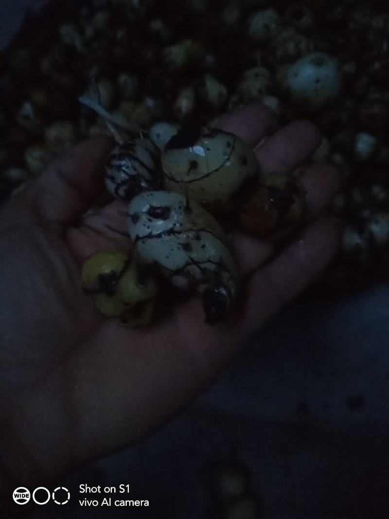云南野生圆白芨，自然生长，含量高是咱老百姓的健康药材……