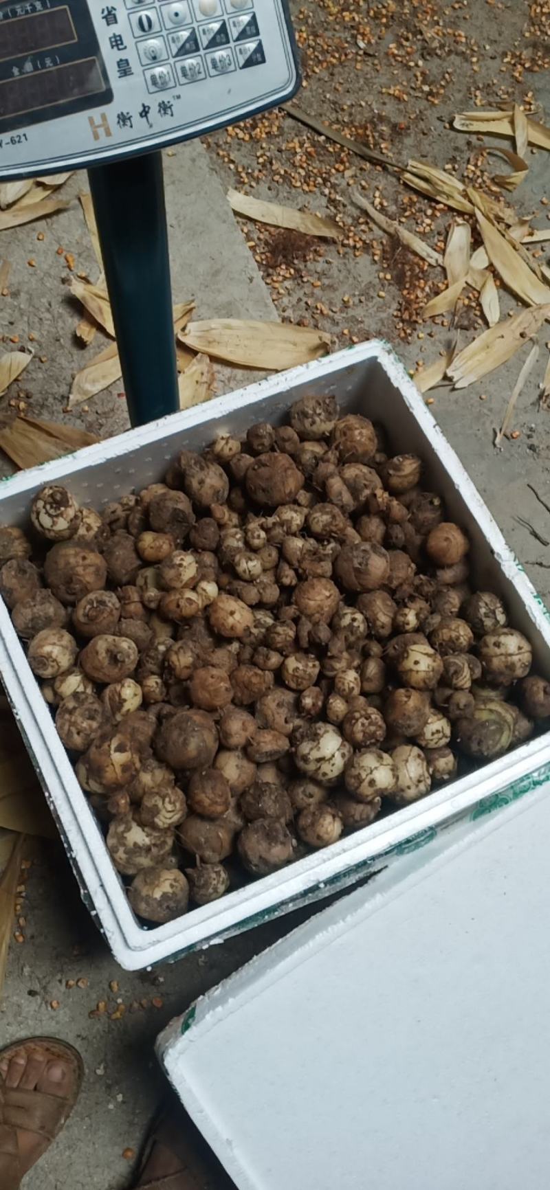 云南野生圆白芨，自然生长，含量高是咱老百姓的健康药材……