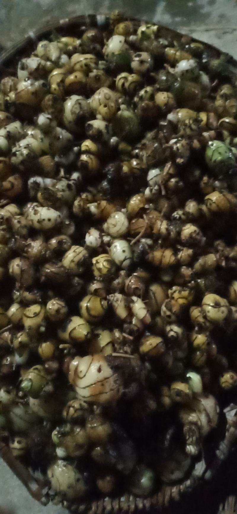 云南野生圆白芨，自然生长，含量高是咱老百姓的健康药材……