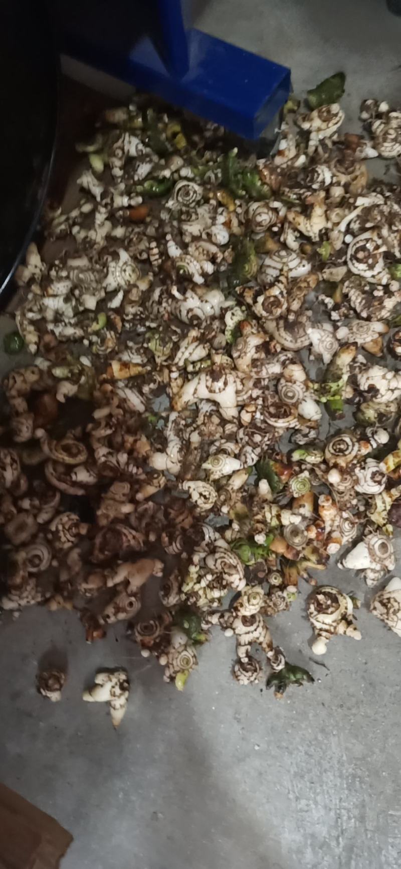 云南野生圆白芨，自然生长，含量高是咱老百姓的健康药材……