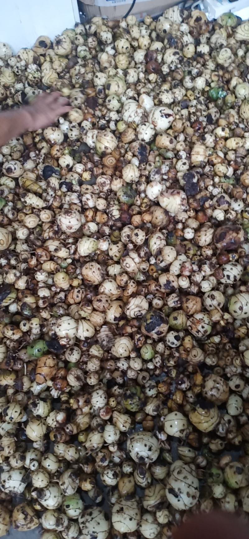 云南野生圆白芨，自然生长，含量高是咱老百姓的健康药材……