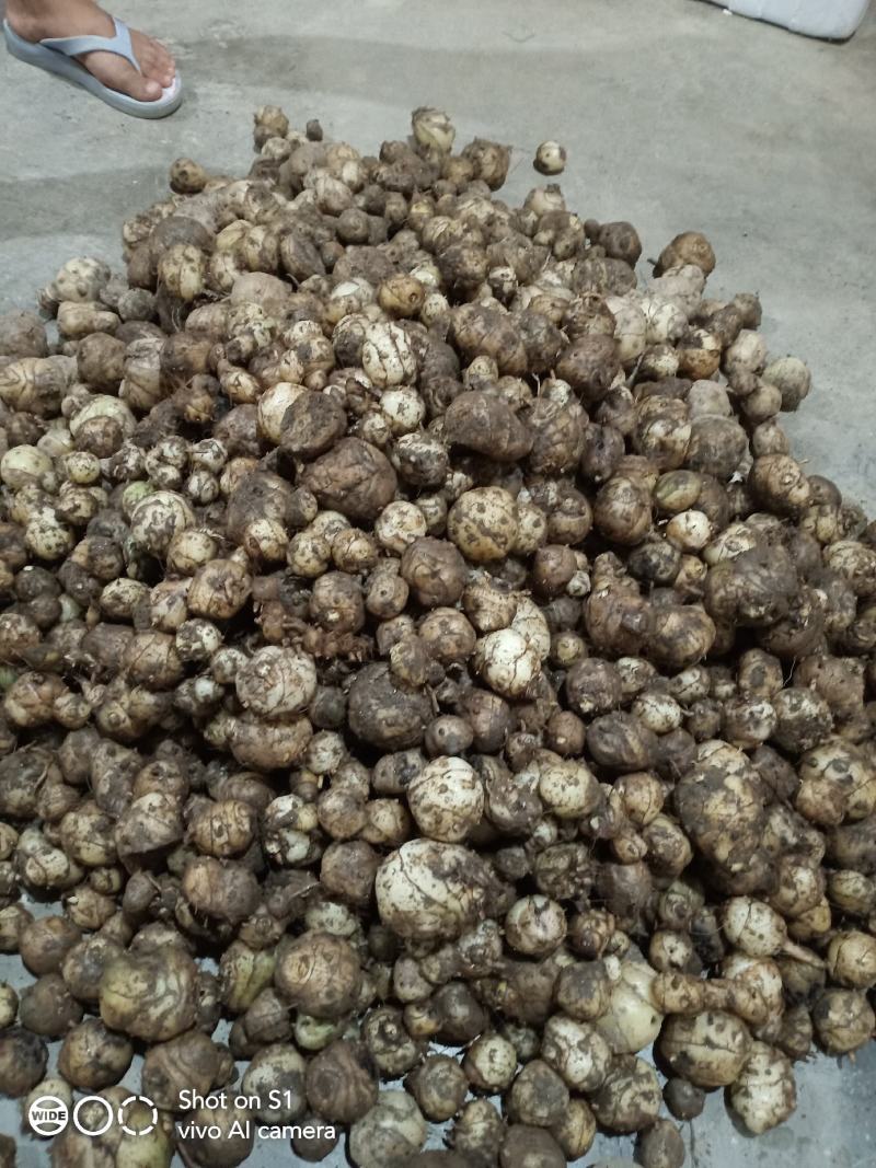 云南野生圆白芨，自然生长，含量高是咱老百姓的健康药材……