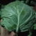 大量供应青叶生菜，黄叶生菜，意大利生菜，和各种叶菜