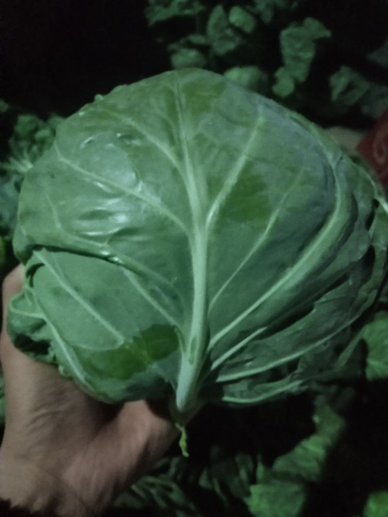 大量供应青叶生菜，黄叶生菜，意大利生菜，和各种叶菜
