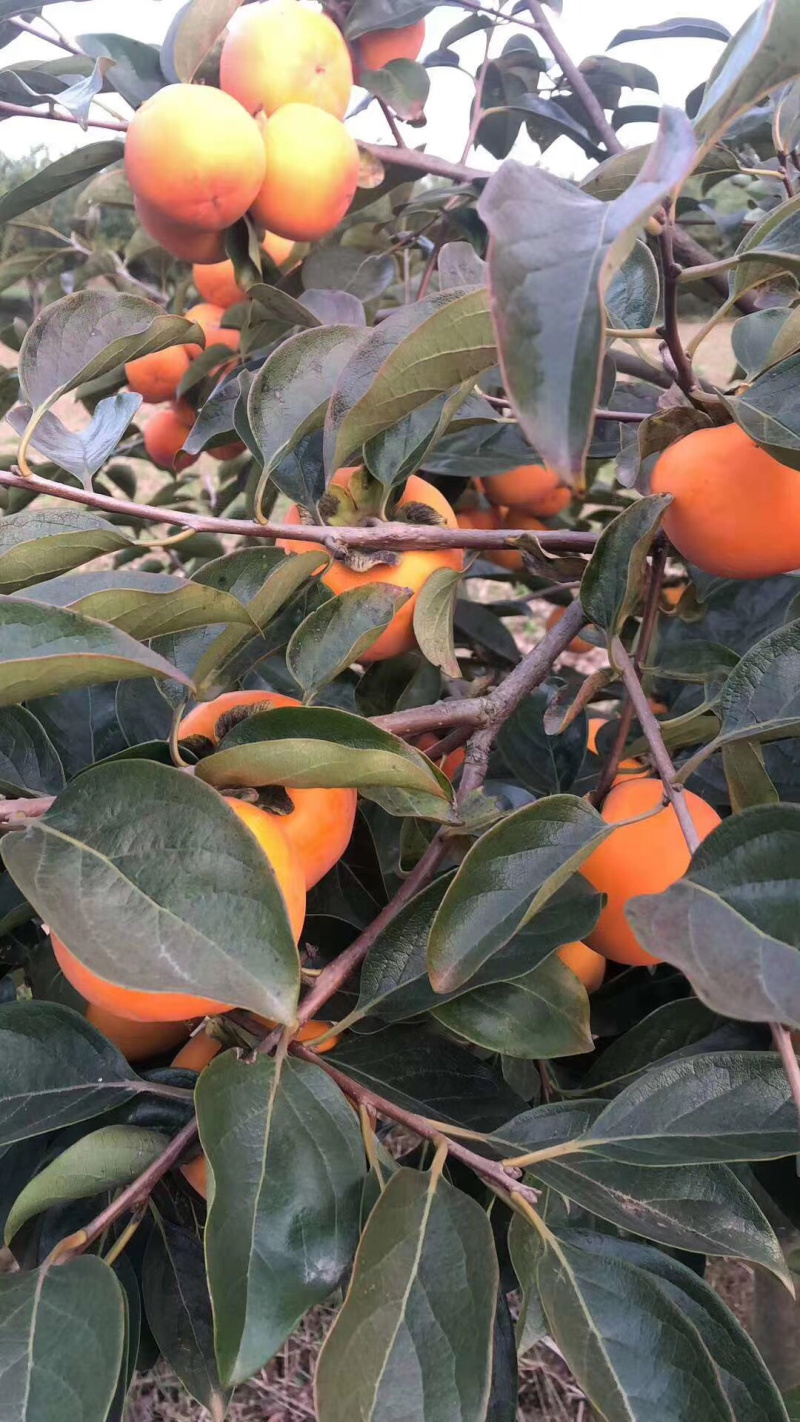 陕西阳丰甜柿子大量上市，货源充足，对接电商