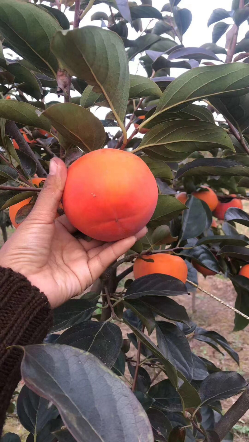 陕西阳丰甜柿子大量上市，货源充足，对接电商