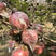 黄河故道产地红富士苹果膜袋，口感脆甜，色泽鲜丽，含糖量高