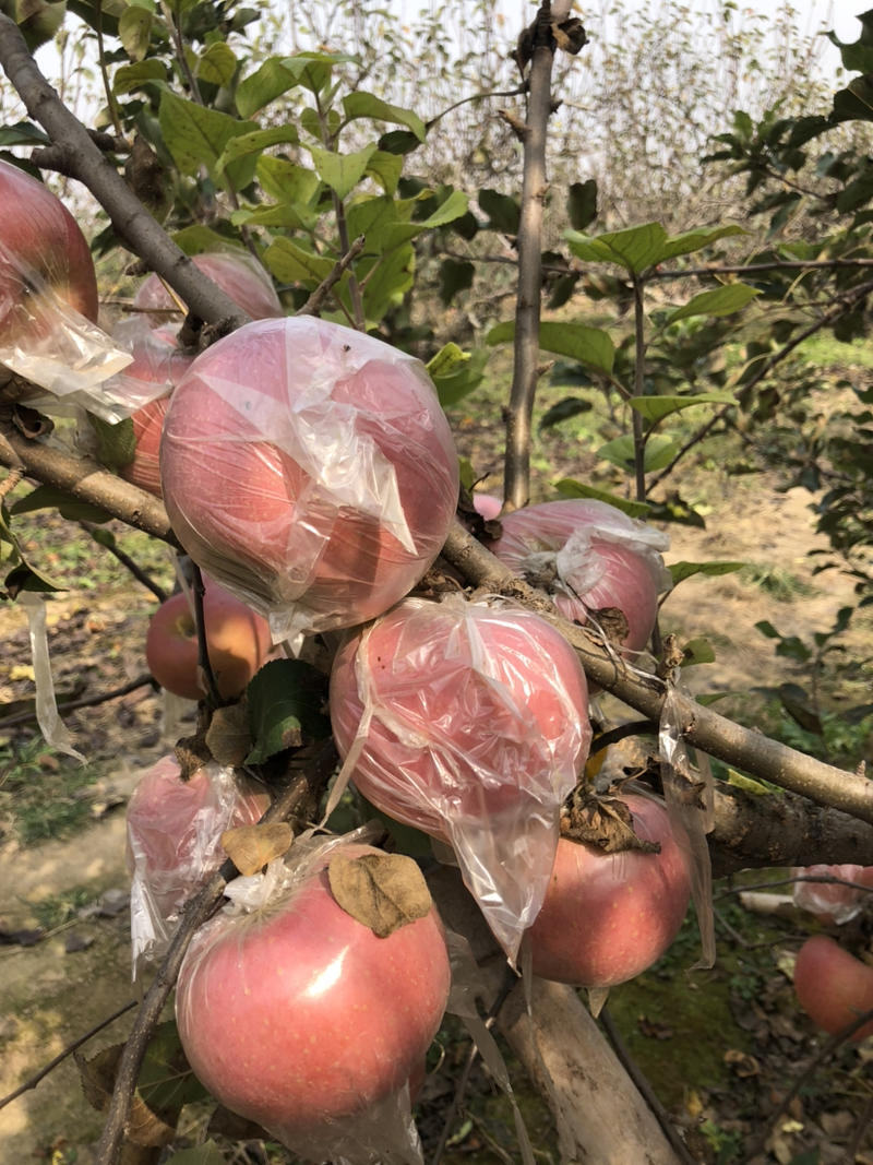 黄河故道产地红富士苹果膜袋，口感脆甜，色泽鲜丽，含糖量高