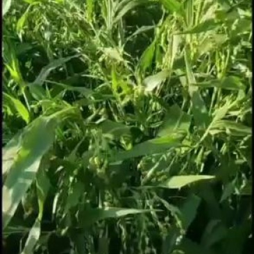 半成品自家种植薏仁米出售