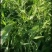 半成品自家种植薏仁米出售