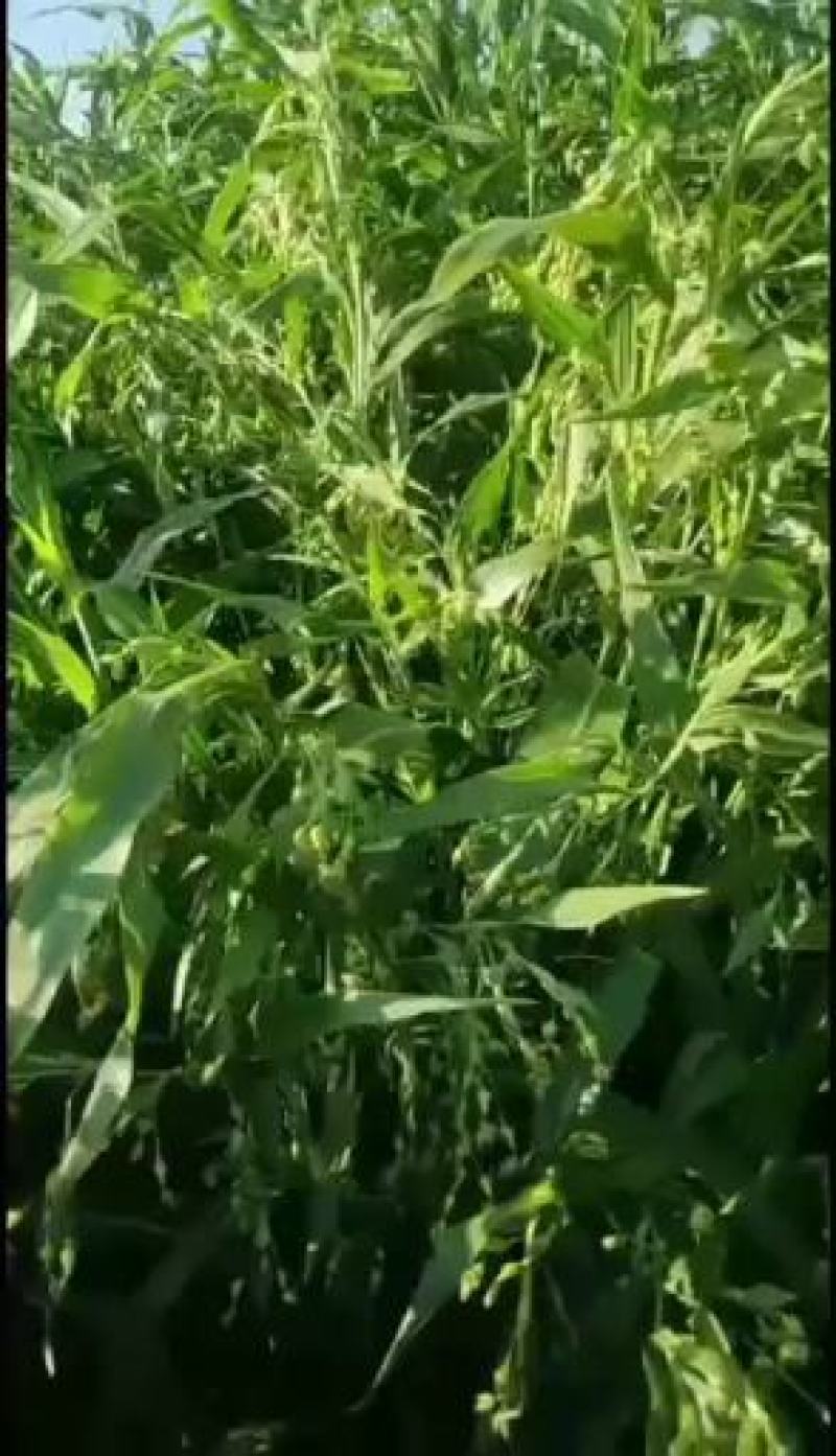半成品自家种植薏仁米出售