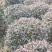 红继木球供应4000棵