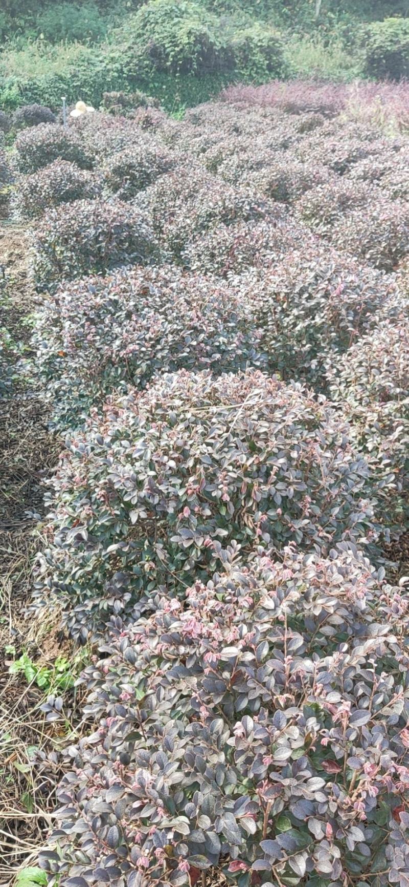 红继木球供应4000棵