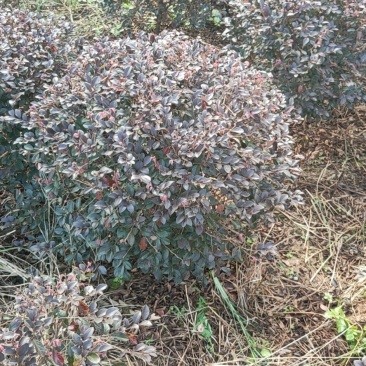 红继木球供应4000棵