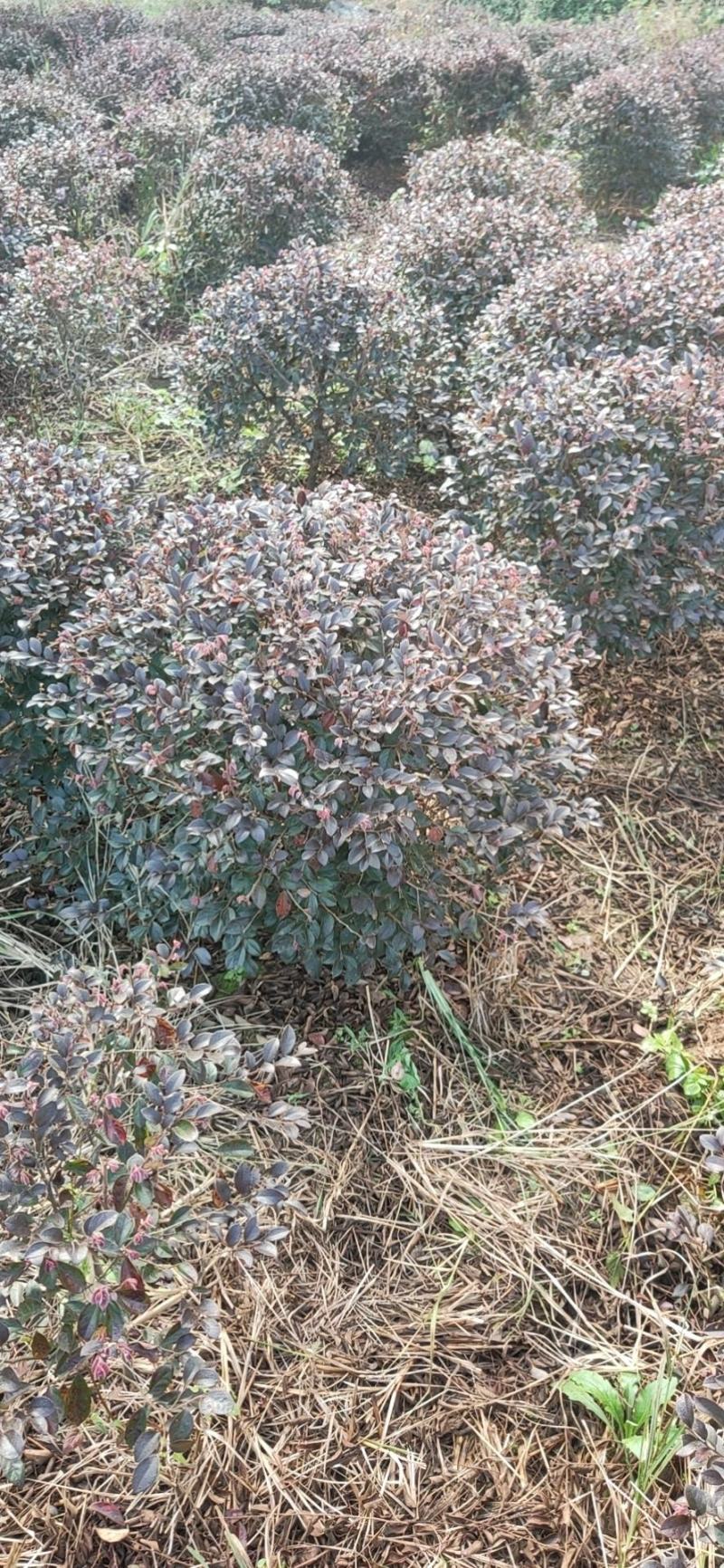红继木球供应4000棵