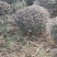 红继木球供应4000棵